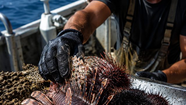 The Urgent Response to Invasive Species in Crete's Waters