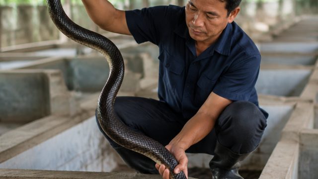 Exploring the Fascinating World of 'Secrets of the Snake Farm' | gg judi, best bonus bingo sites